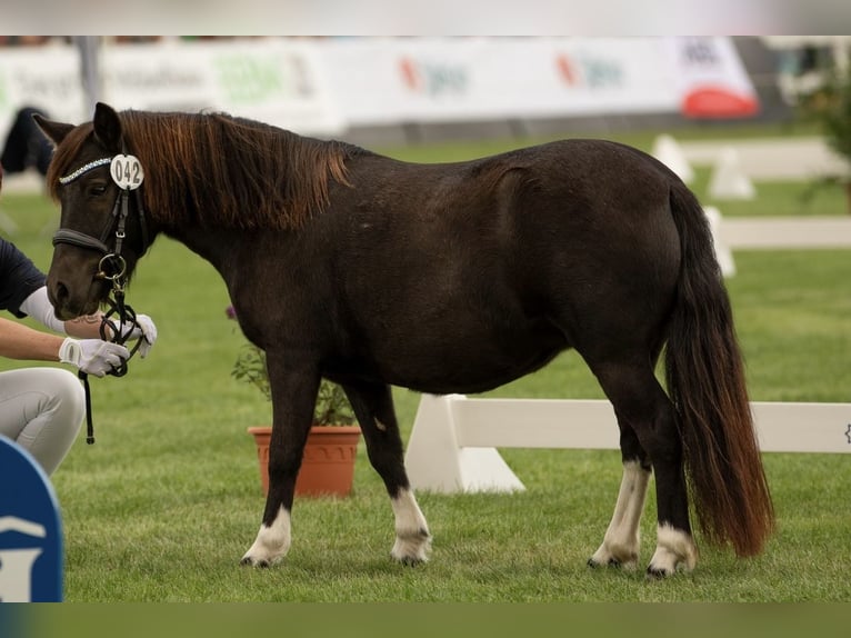 Shetland Ponies Mare 6 years 10,1 hh Tobiano-all-colors in Gro&#xDF; Molzahn
