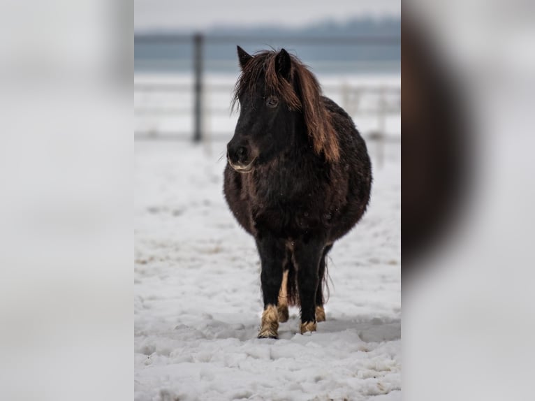Shetland Ponies Mare 6 years 10,1 hh Tobiano-all-colors in Gro&#xDF; Molzahn