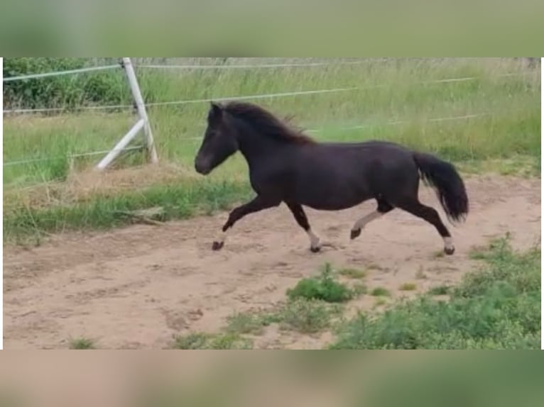 Shetland Ponies Mare 6 years 10,1 hh Tobiano-all-colors in Gro&#xDF; Molzahn