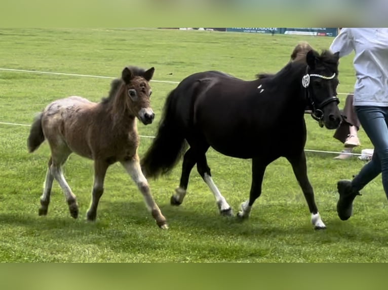 Shetland Ponies Mare 6 years 10,1 hh Tobiano-all-colors in Gro&#xDF; Molzahn