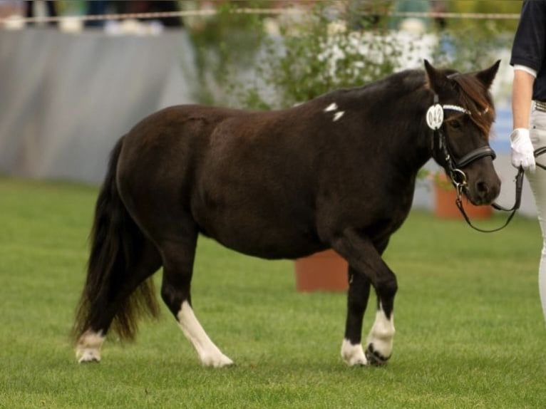 Shetland Ponies Mare 6 years 10,1 hh Tobiano-all-colors in Gro&#xDF; Molzahn