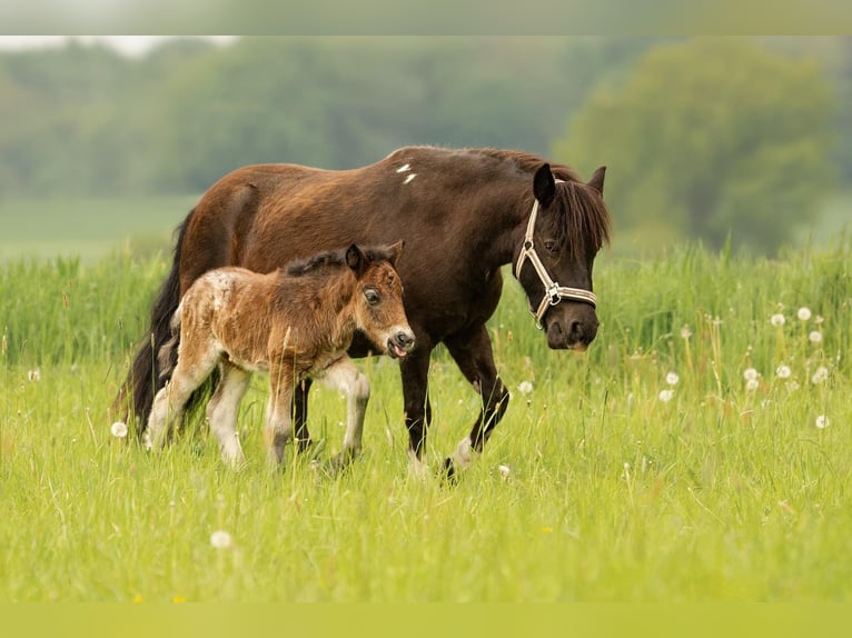 Shetland Ponies Mare 6 years 10,1 hh Tobiano-all-colors in Gro&#xDF; Molzahn