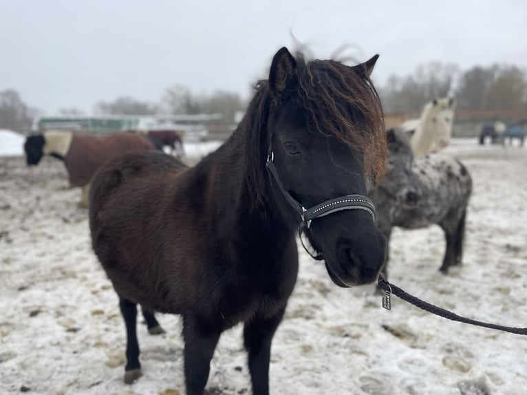 Shetland Ponies Mare 6 years 10,1 hh Black in Trebbin