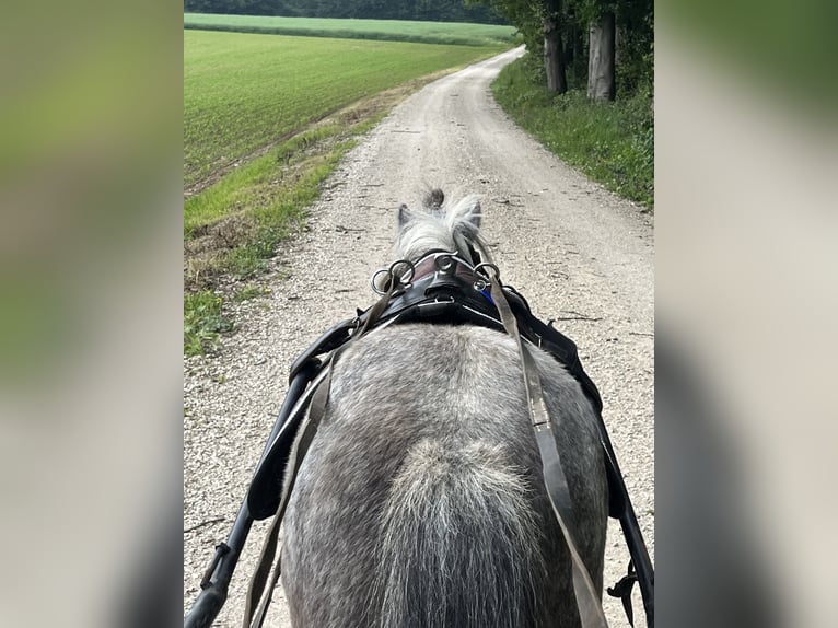 Shetland Ponies Mare 6 years 10,1 hh Gray-Dapple in Ursensollen