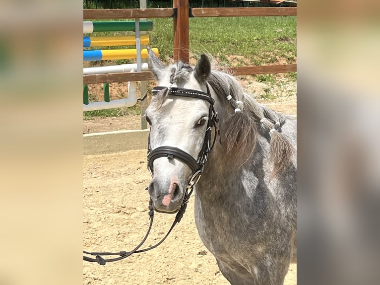 Shetland Ponies Mare 6 years 10,1 hh Gray-Dapple in Ursensollen