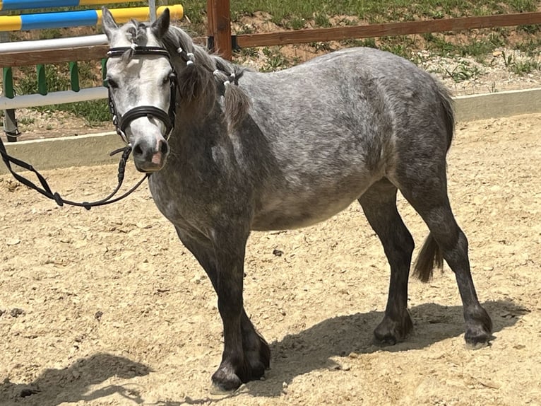 Shetland Ponies Mare 6 years 10,1 hh Gray-Dapple in Ursensollen