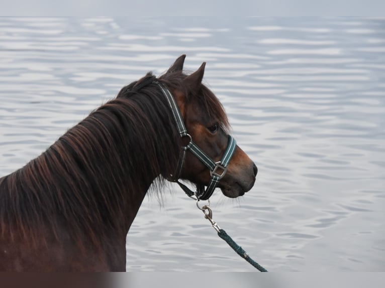 Shetland Ponies Mix Mare 6 years 11.2 hh Brown in HaarloHaarlo