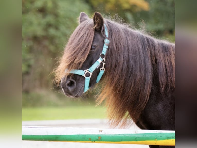 Shetland Ponies Mix Mare 6 years 11.2 hh Brown in HaarloHaarlo