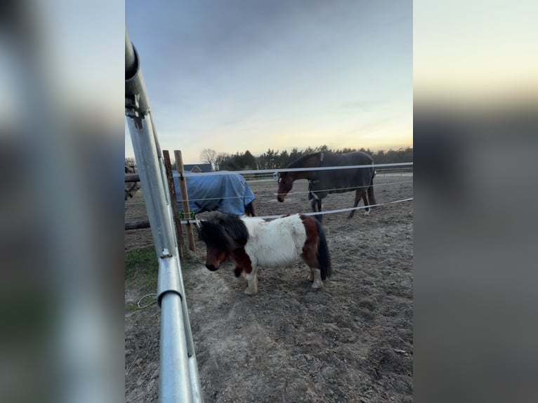 Shetland Ponies Mare 6 years 7.2 hh Pinto in Wardenburg