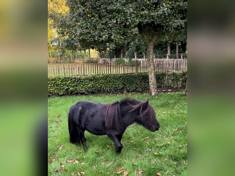 Shetland Ponies Mix Mare 6 years 7,3 hh Black in Alphen