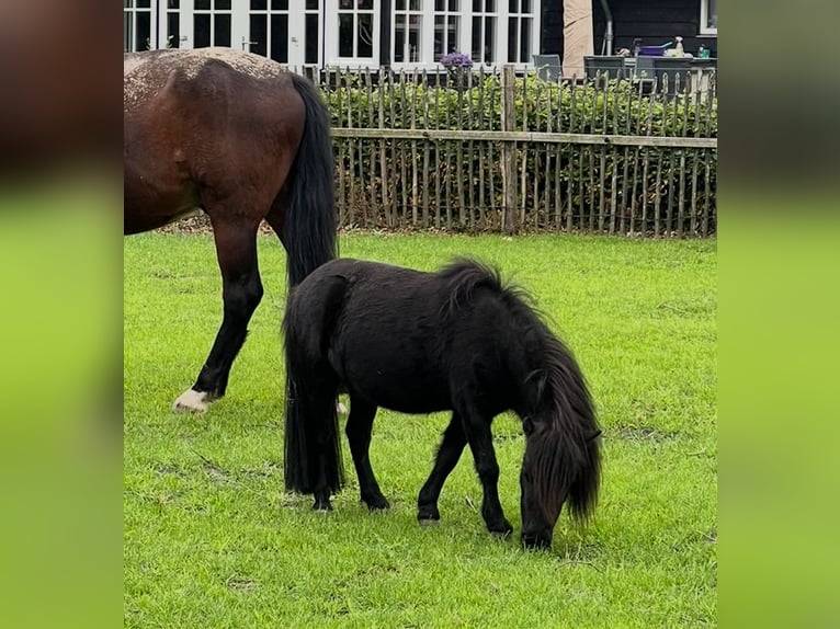 Shetland Ponies Mix Mare 6 years 7,3 hh Black in Alphen
