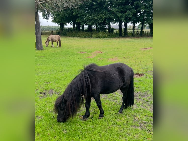 Shetland Ponies Mix Mare 6 years 7,3 hh Black in Alphen
