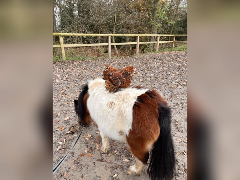 Shetland Ponies Mare 6 years 8.2 hh Pinto in Wardenburg
