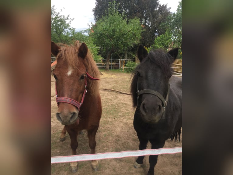 Shetland Ponies Mare 6 years 9,2 hh Black in Silbitz