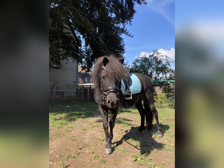 Shetland Ponies Mare 6 years 9,2 hh Black in Silbitz