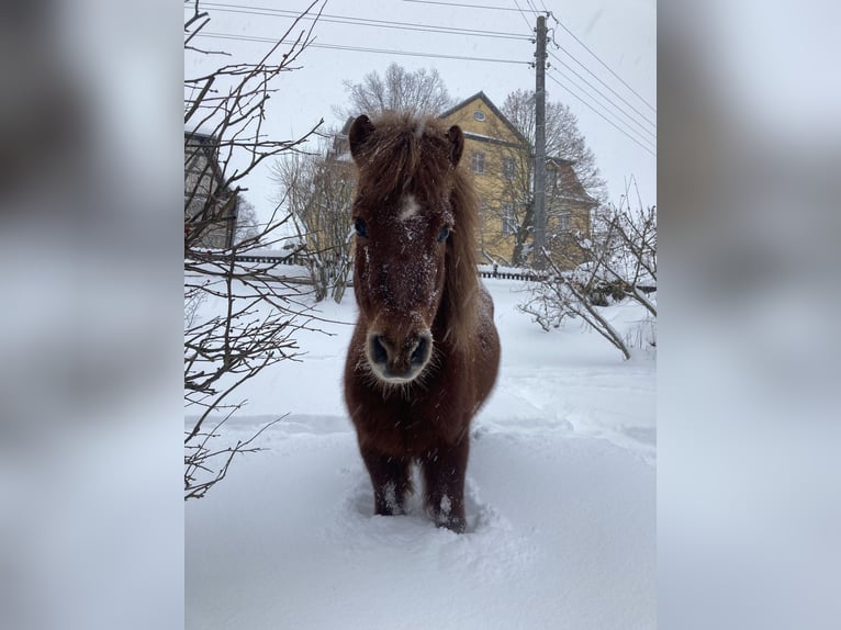 Shetland Ponies Mare 6 years 9,2 hh Black in Silbitz