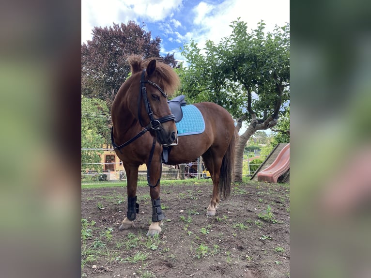 Shetland Ponies Mare 6 years 9,2 hh Black in Silbitz