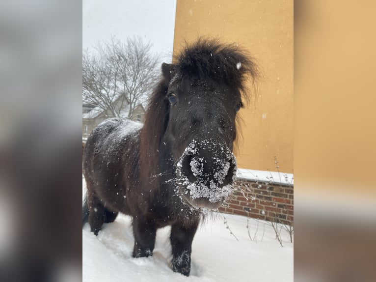 Shetland Ponies Mare 6 years 9,2 hh Black in Silbitz