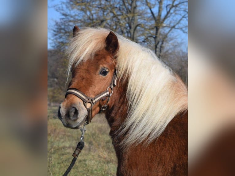 Shetland Ponies Mare 6 years 9.2 hh Chestnut-Red in Sangerhausen