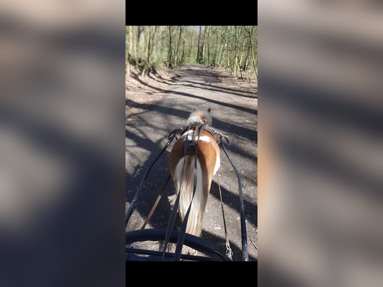 Shetland Ponies Mare 6 years 9 hh Pinto in Herten