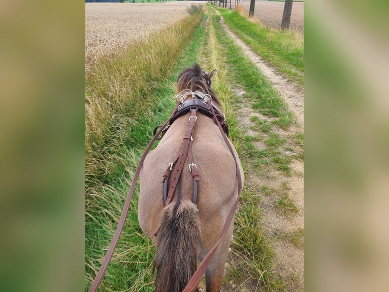 Shetland Ponies Mare 6 years 9,1 hh Dun in Obercunnersdorf