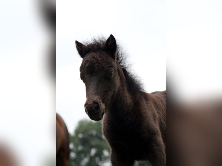 Shetland Ponies Mare 6 years 9,1 hh Pinto in Ringe