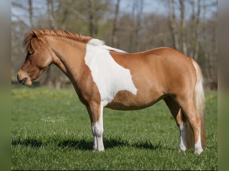 Shetland Ponies Mare 6 years 9,1 hh Pinto in Ringe
