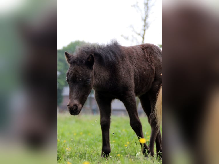Shetland Ponies Mare 6 years 9,1 hh Pinto in Ringe