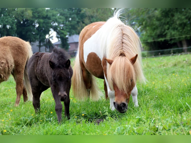 Shetland Ponies Mare 6 years 9,1 hh Pinto in Ringe