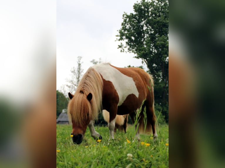 Shetland Ponies Mare 6 years 9,1 hh Pinto in Ringe