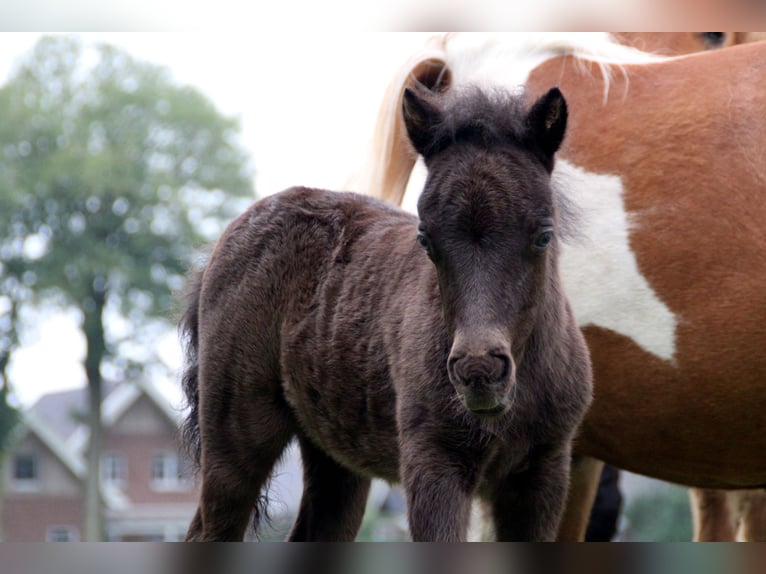 Shetland Ponies Mare 6 years 9,1 hh Pinto in Ringe