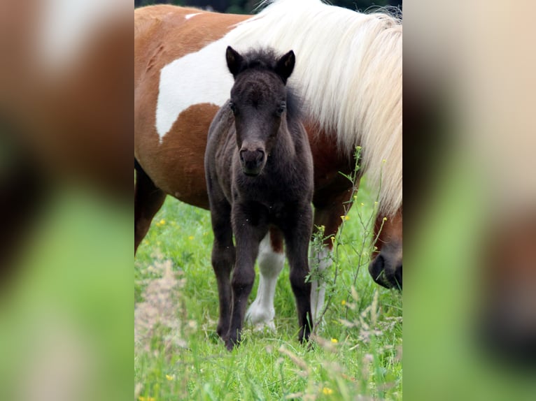 Shetland Ponies Mare 6 years 9,1 hh Pinto in Ringe