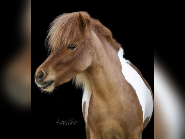 Shetland Ponies Mare 6 years 9,1 hh Pinto in Ringe