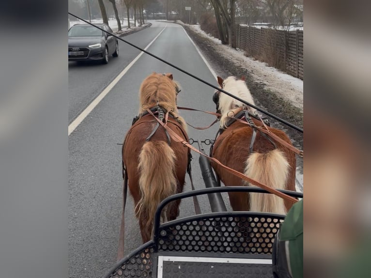 Shetland Ponies Mare 6 years 9,2 hh Chestnut-Red in Sangerhausen