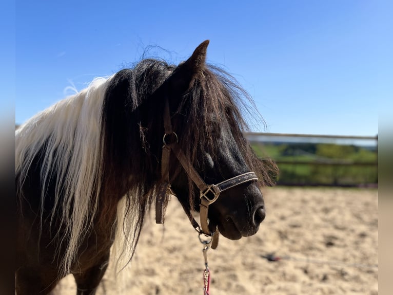 Shetland Ponies Mare 6 years 9,2 hh Pinto in Hellenthal, Losheimer Graben