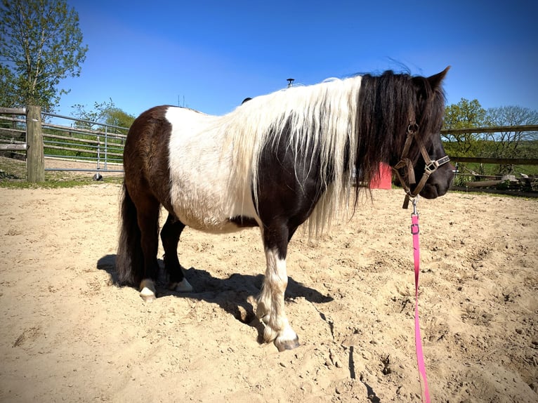 Shetland Ponies Mare 6 years 9,2 hh Pinto in Hellenthal, Losheimer Graben