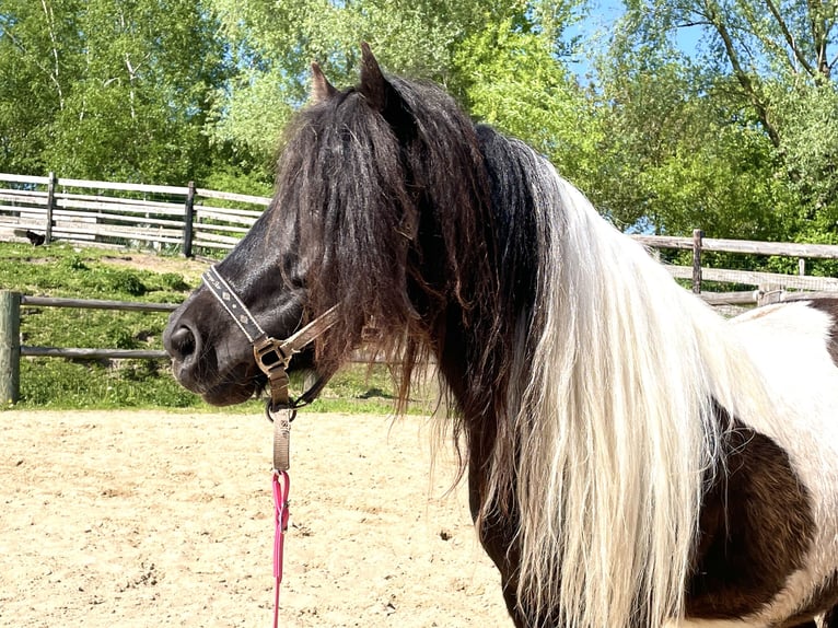 Shetland Ponies Mare 6 years 9,2 hh Pinto in Hellenthal, Losheimer Graben