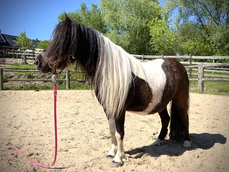 Shetland Ponies Mare 6 years 9,2 hh Pinto in Hellenthal, Losheimer Graben