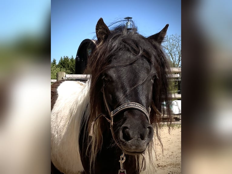 Shetland Ponies Mare 6 years 9,2 hh Pinto in Hellenthal, Losheimer Graben