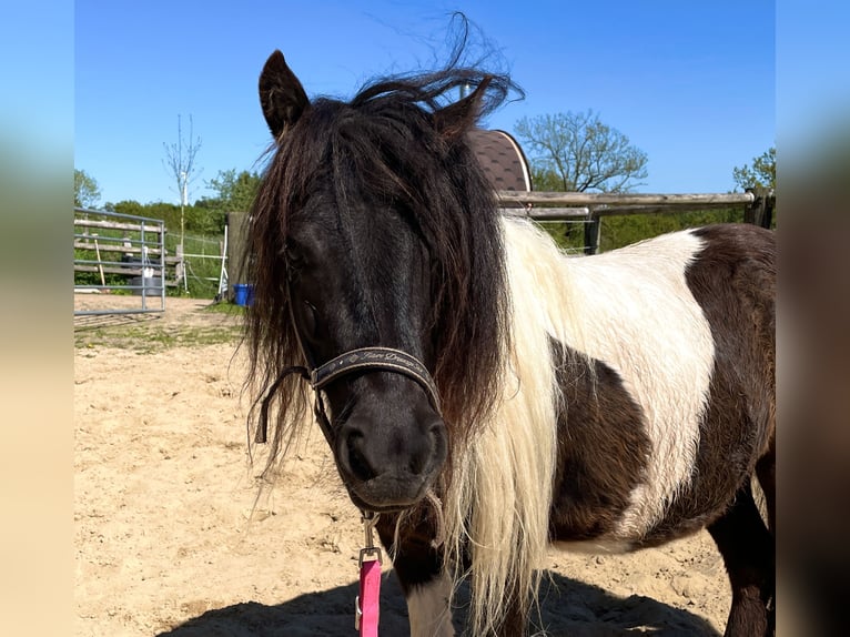 Shetland Ponies Mare 6 years 9,2 hh Pinto in Hellenthal, Losheimer Graben