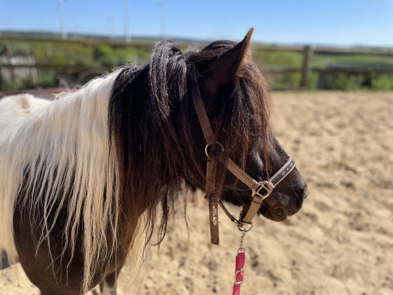 Shetland Ponies Mare 6 years 9,2 hh Pinto in Hellenthal, Losheimer Graben