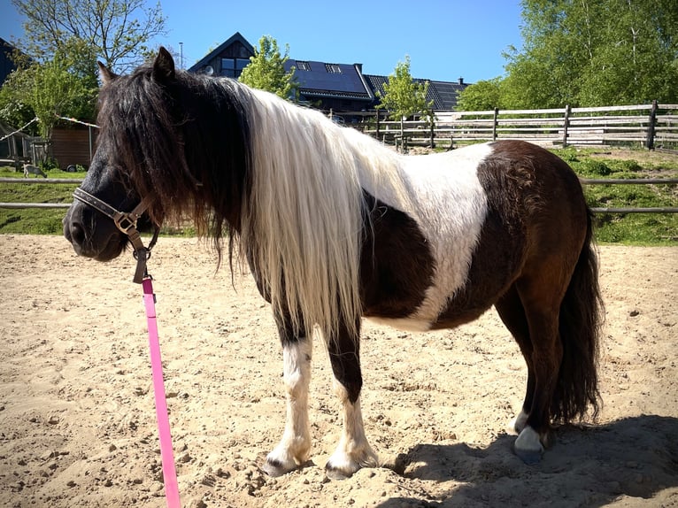 Shetland Ponies Mare 6 years 9,2 hh Pinto in Hellenthal, Losheimer Graben