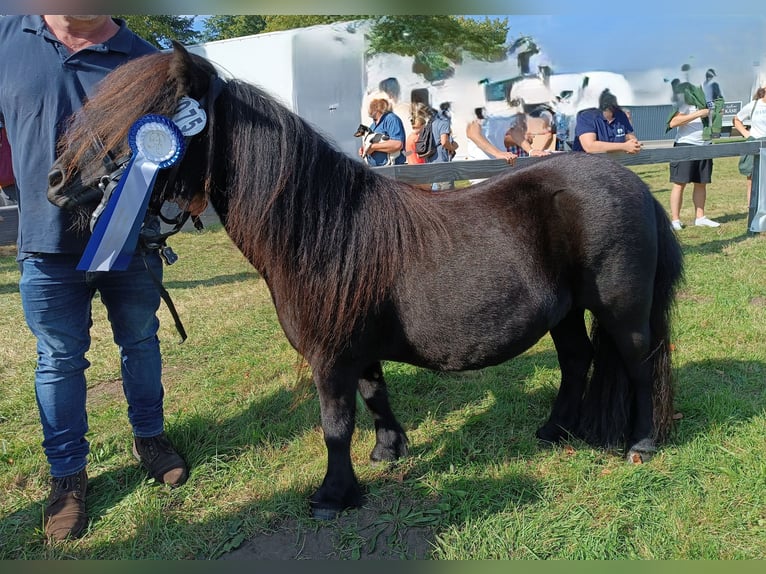 Shetland Ponies Mare 6 years 9,3 hh Black in Kiel
