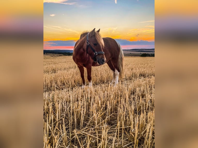 Shetland Ponies Mare 6 years Pinto in Blankenhain