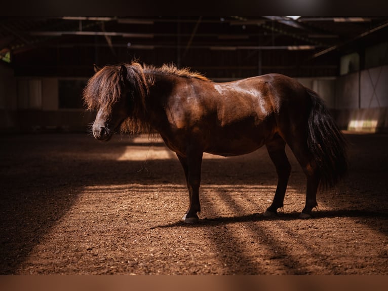 Shetland Ponies Mare 7 years 10 hh Black in Weichering