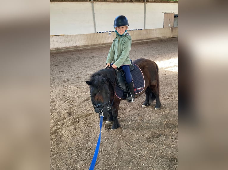 Shetland Ponies Mare 7 years 10 hh Black in Weichering