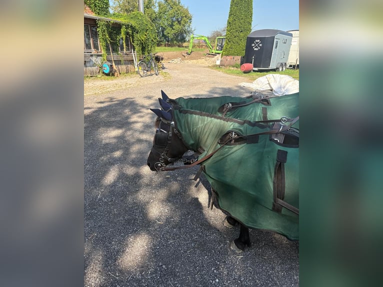 Shetland Ponies Mare 7 years 10 hh Black in Weichering