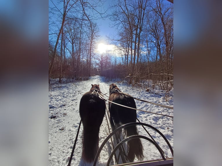 Shetland Ponies Mare 7 years 10 hh Black in Weichering