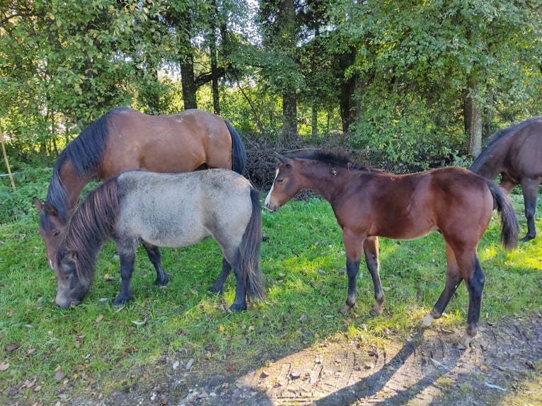 Shetland Ponies Mare 7 years 10 hh Buckskin in St.Stefan