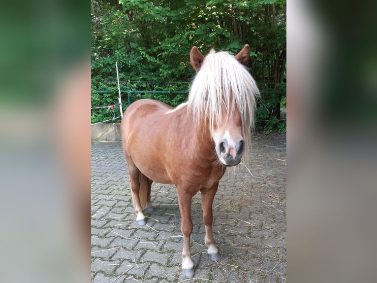Shetland Ponies Mare 7 years 10,1 hh Chestnut-Red in Wehrheim